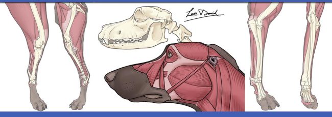 MONTAJE BLOG CANINA IACES